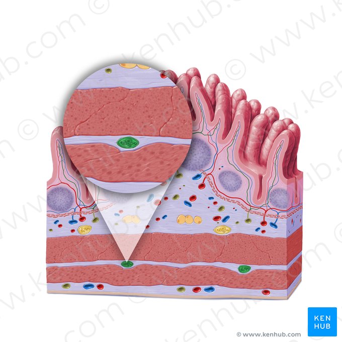 Myenteric plexus (of Auerbach) (Plexus myentericus); Image: Paul Kim