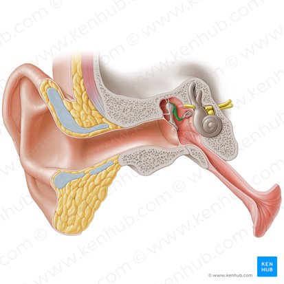 Middle and Inner Ear Anatomy - Malleus, Incus, Stapes