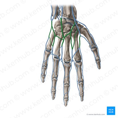 Dorsal venous network of hand (Rete venosum dorsale manus); Image: Yousun Koh