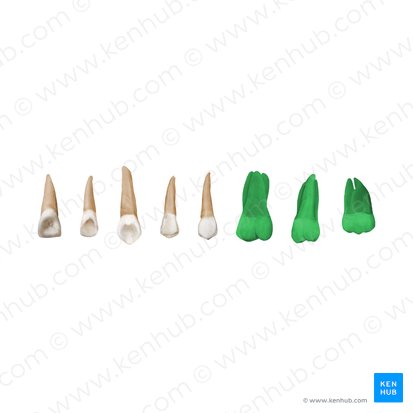 Molar teeth (Dentes molares); Image: Begoña Rodriguez