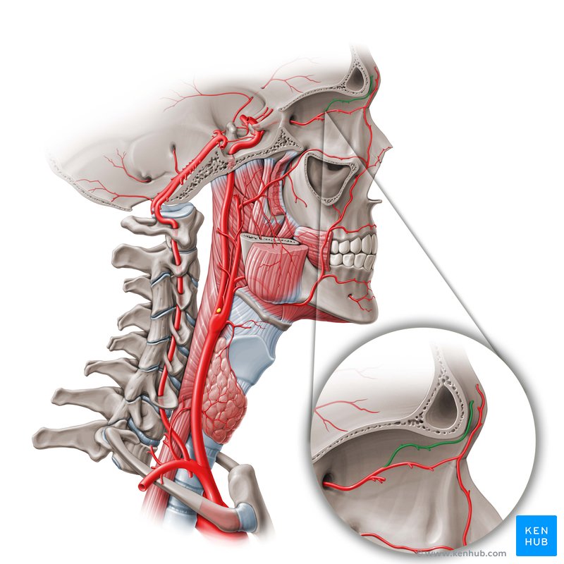 Supraorbital artery (Arteria supraorbitalis)