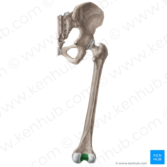 Fossa intercondylaris ossis femoris (Zwischenknorrengrube des Oberschenkelknochens); Bild: Liene Znotina