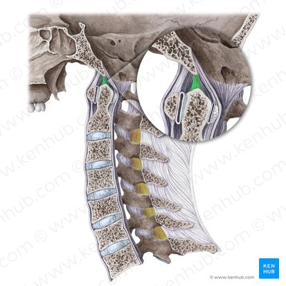 Ligament de l'apex de la dent (Ligamentum apicis dentis); Image : Liene Znotina