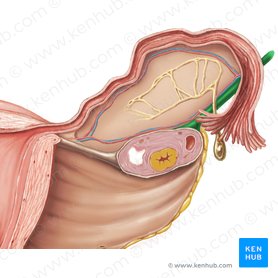 Suspensory ligament of ovary (Ligamentum suspensorium ovarii); Image: Samantha Zimmerman