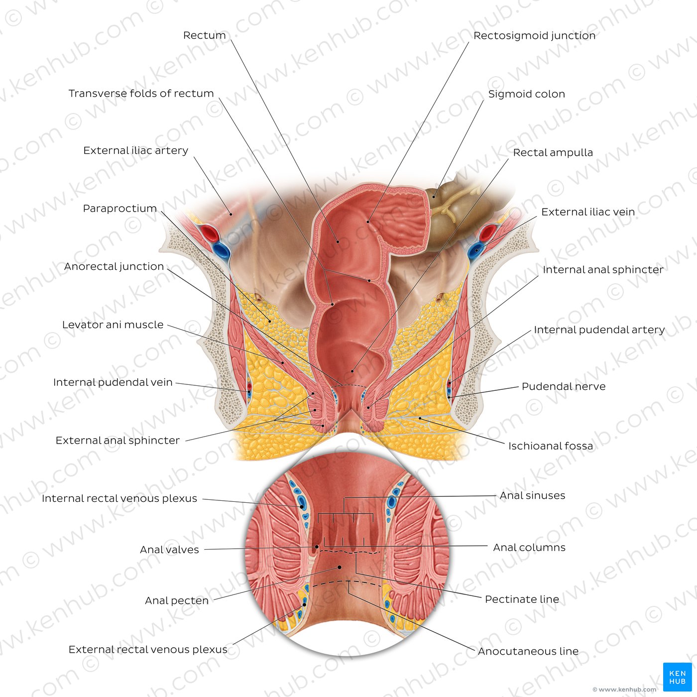 Rectum: Anatomy, histology, function | Kenhub