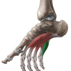 Musculus flexor digiti minimi brevis pedis