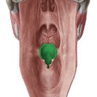 Epiglote