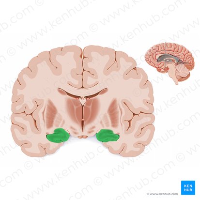 Hippocampus; Bild: Paul Kim