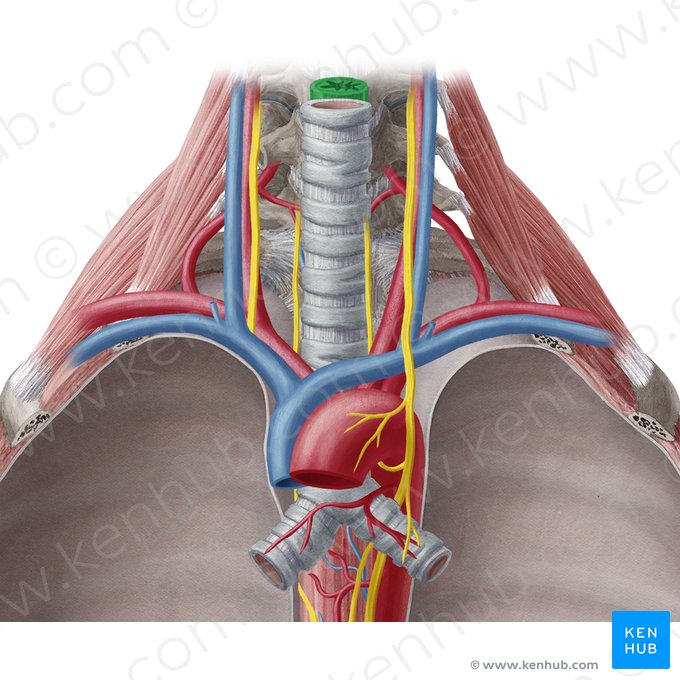 Partie cervicale de l'œsophage (Pars cervicalis oesophagi); Image : Yousun Koh