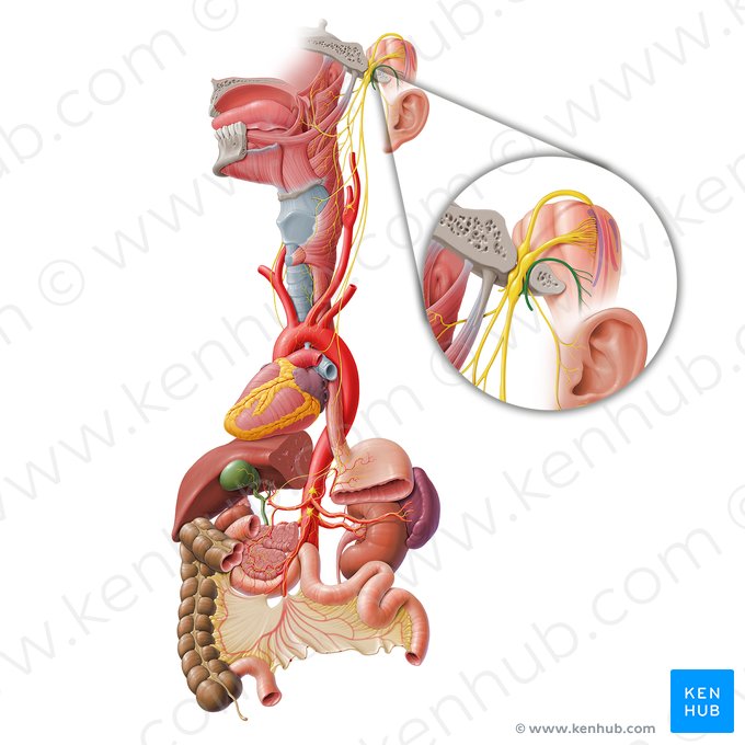 Accessory nerve (Nervus accessorius); Image: Paul Kim