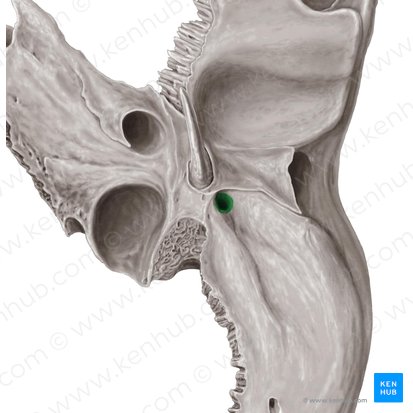 Foramen estilomastoideo del hueso temporal (Foramen stylomastoideum); Imagen: Samantha Zimmerman