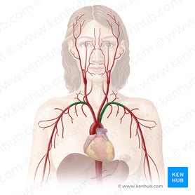 Subclavian artery (Arteria subclavia); Image: Begoña Rodriguez