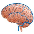 Superficial veins of the brain