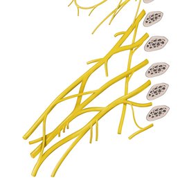 Plexus brachial 