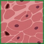 Cardiac muscle tissue