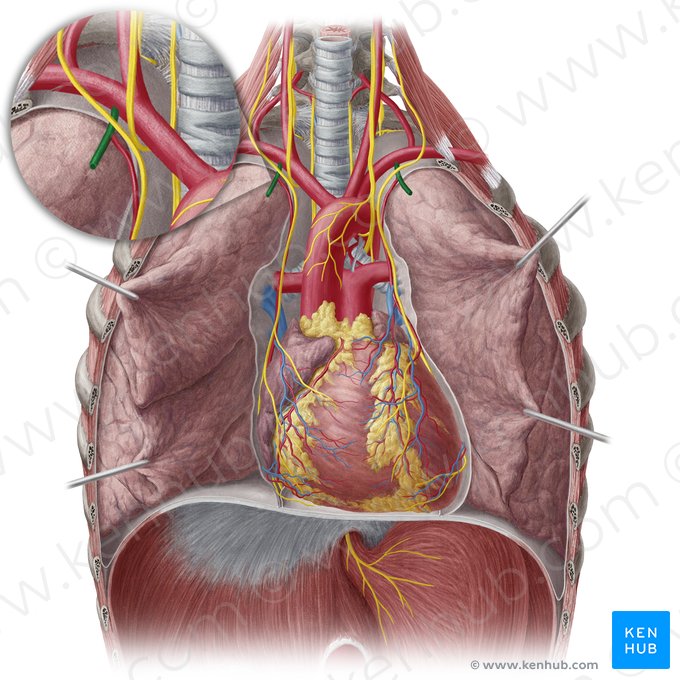 Artéria torácica interna (Arteria thoracica interna); Imagem: Yousun Koh