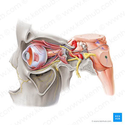 Nucleus of abducens nerve (Nucleus nervi abducentis); Image: Paul Kim