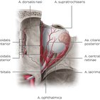 Arteria ophthalmica