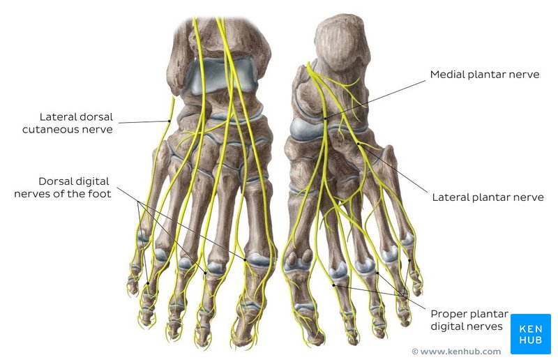 Plantar Foot Nerve Anatomy