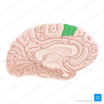 Brodmann area 6 (Area Brodmann 6); Image: Paul Kim