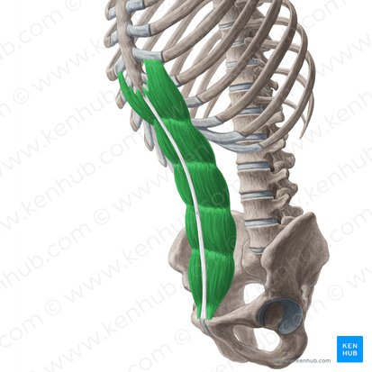 Muscle droit de l'abdomen (Musculus rectus abdominis); Image : Yousun Koh