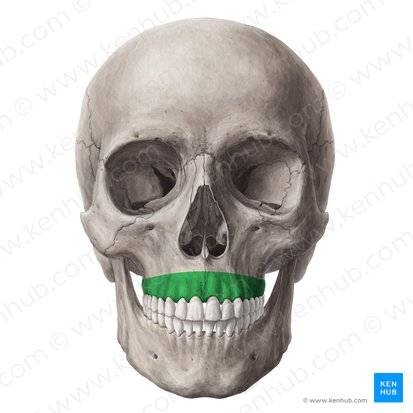 Processo alveolar da maxila (Processus alveolaris maxillae); Imagem: Yousun Koh