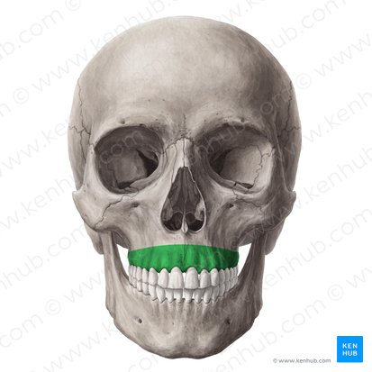 Proceso alveolar del maxilar (Processus alveolaris maxillae); Imagen: Yousun Koh