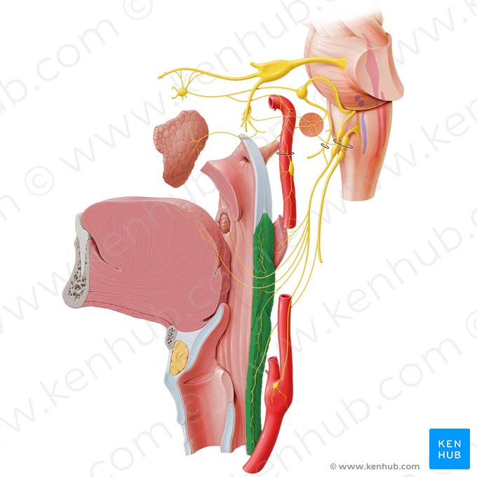 Pharyngeal constrictor muscle (Musculus constrictor pharyngis); Image: Paul Kim