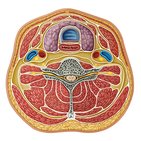 Compartments of the neck