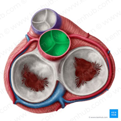 Aortic valve (Valva aortae); Image: Yousun Koh