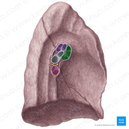 Vena pulmonalis superior sinistra (Linke obere Lungenvene); Bild: Yousun Koh