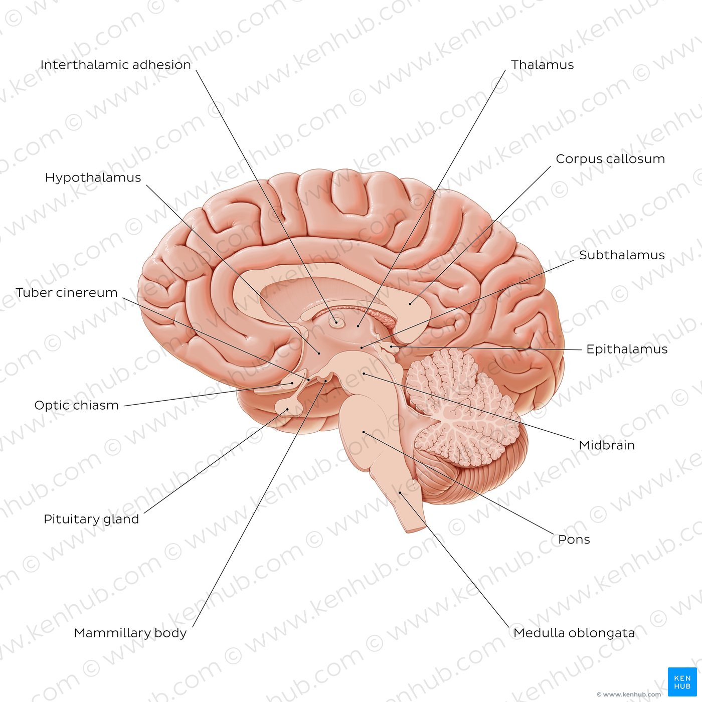 Overview of diencephalon