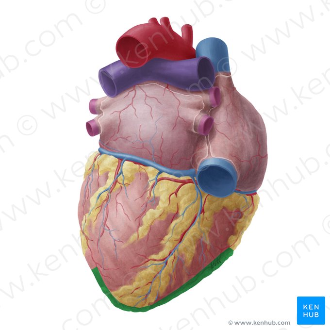 Inferior border of heart (Margo inferior cordis); Image: Yousun Koh