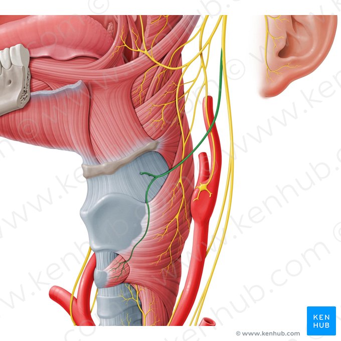 Nervus laryngeus superior (Oberer Kehlkopfnerv); Bild: Paul Kim