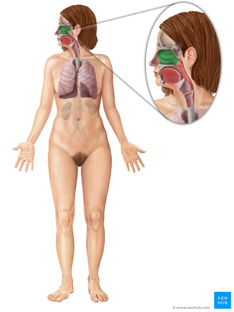 Cavidade nasal: Anatomia, ossos, artérias, inervação | Kenhub, image size:800x1067