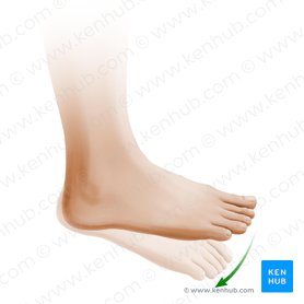 Plantar flexion of foot (Plantarflexio pedis); Image: Paul Kim