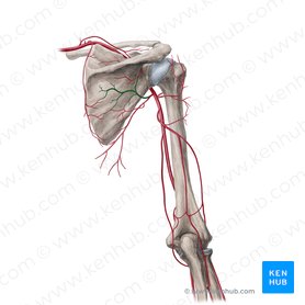 Arteria circunfleja escapular (Arteria circumflexa scapulae); Imagen: Yousun Koh