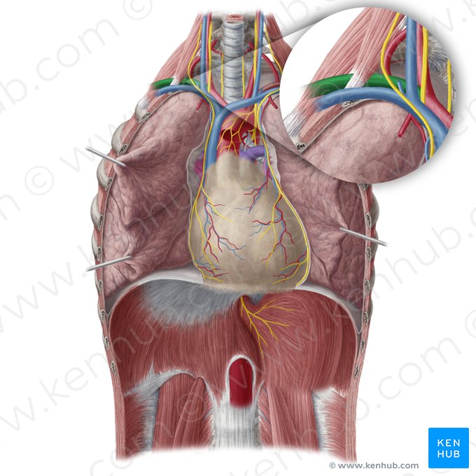 Artéria subclávia direita (Arteria subclavia dextra); Imagem: Yousun Koh
