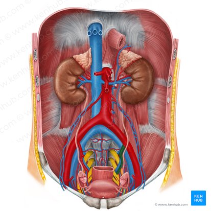 Arteria iliaca interna sinistra (Linke innere Beckenarterie); Bild: Irina Münstermann