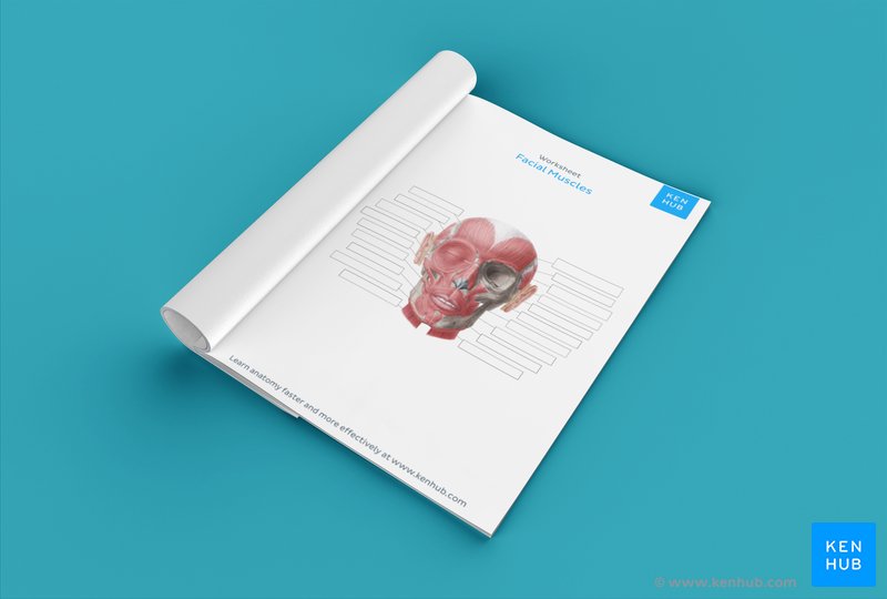 Download this unlabeled facial muscles diagram worksheet below