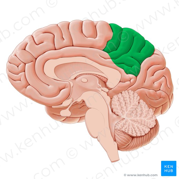 Lobo parietal (Lobus parietalis); Imagem: Paul Kim