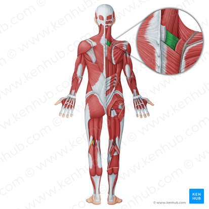 Músculo serrátil posterior superior (Musculus serratus posterior superior); Imagem: Irina Münstermann