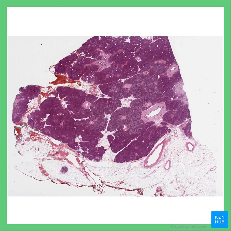 Body of pancreas - histological slide
