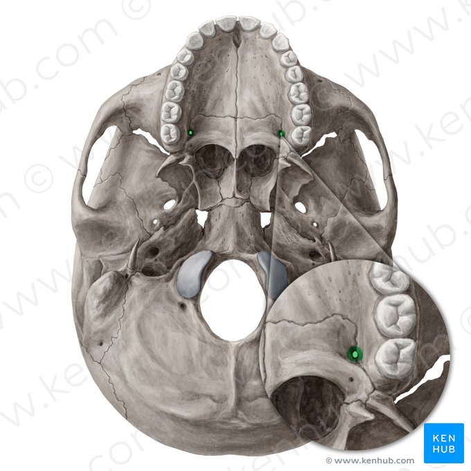 Forame palatino maior (Foramen palatinum majus); Imagem: Yousun Koh