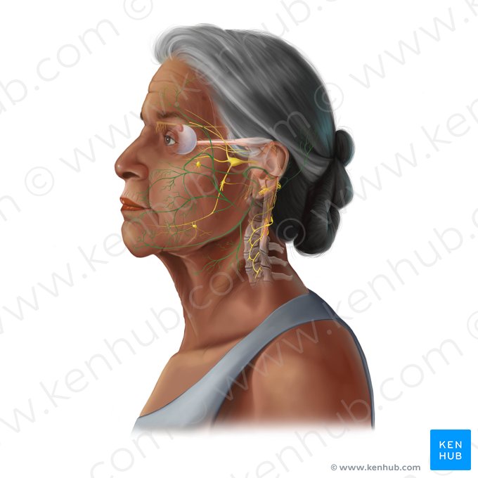 Nervus facialis (Gesichtsnerv); Bild: Tal Bavli Ziv