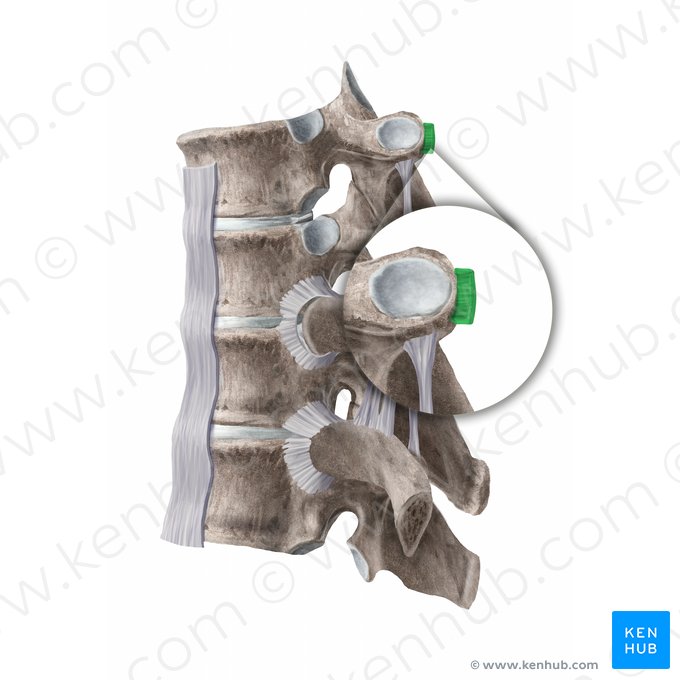 Lateral costotransverse ligament (Ligamentum costotransversarium laterale); Image: Begoña Rodriguez