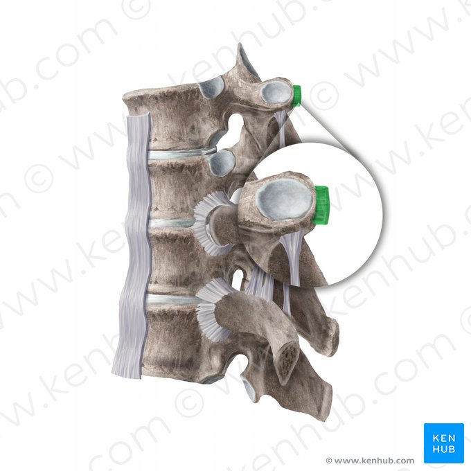 Ligamentum costotransversarium laterale (Äußeres Zwischenrippenband); Bild: Begoña Rodriguez