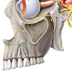 Plexus dentalis superior