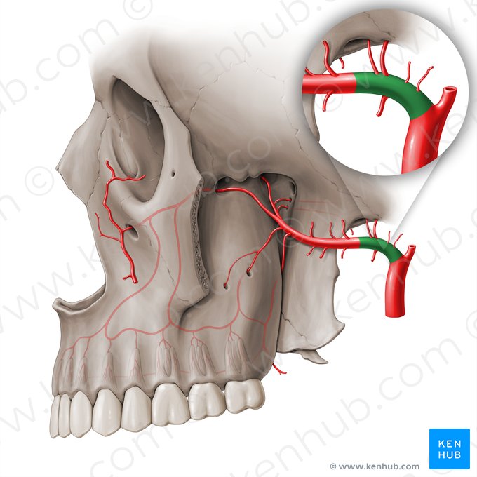 Mandibular part of maxillary artery (Pars mandibularis arteriae maxillaris); Image: Paul Kim