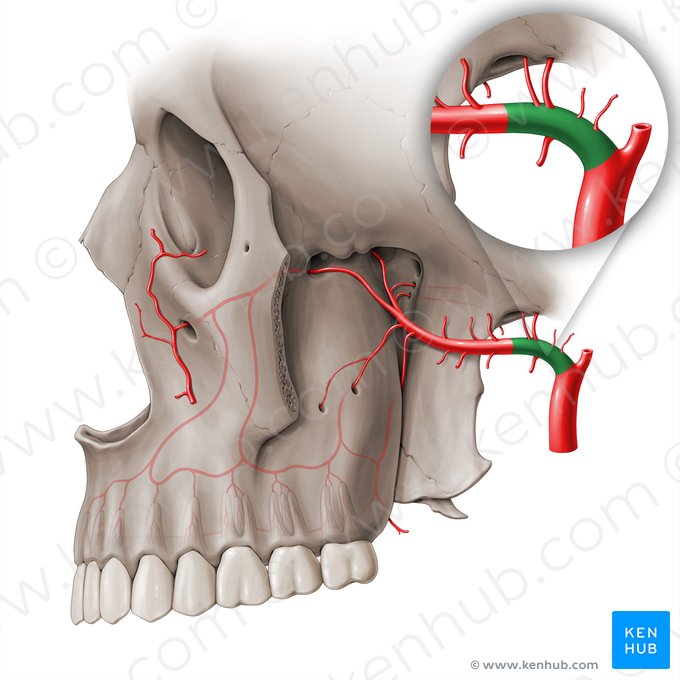 Porción mandibular de la arteria maxilar (Pars mandibularis arteriae maxillaris); Imagen: Paul Kim